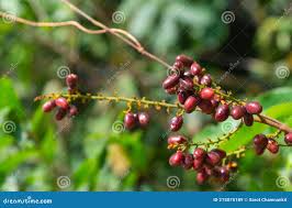 Image result for Cissus rubiginosa