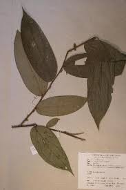 Image result for Anisophyllea boehmii