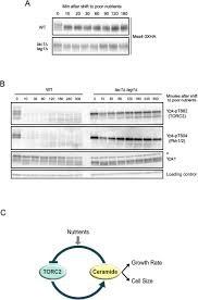 Maybe you would like to learn more about one of these? Cell Size And Growth Rate Are Modulated By Torc2 Dependent Signals Biorxiv