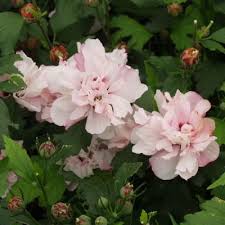 Check spelling or type a new query. Althea Mauve En Arbre Hibiscus Syriacus Lady Stanley Arbres Et Arbustes D Ornement Pepinieres Meylan Shop