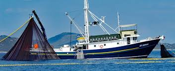 Hier verspricht der msc mehr, als er in der stichprobe tatsächlich hielt. Msc Siegel Fur Uberfischten Fisch Deutsche Stiftung Meeresschutz