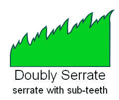 Image result for leaf margin entire