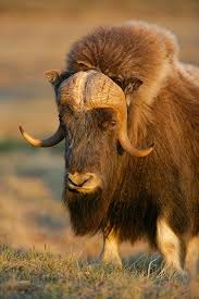 Arctic Tundra Ecology Info List Of Animals And Plants That Live In Animal And Plants That Live In The Arctic Animals Animal Totems Musk Ox