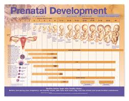 Prenatal Development Chart Laminated Prenatal
