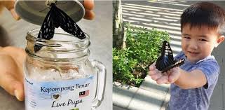 Explore an array of butterfly and reptile sanctuary vacation rentals, including houses, apartment and condo rentals & more bookable online. Adopt A Butterfly Melaka Butterfly Reptile Sanctuary