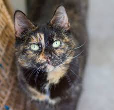 3 mythen uber dreifarbige katzen die wahrheit uber gluckskatzen