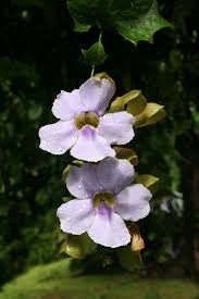 Image result for Thunbergianthus