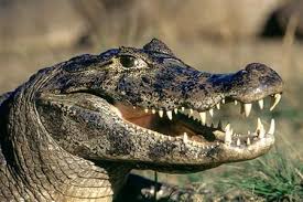 Graphic uncensored videos of cruelty against pets — hoodsite. Jacare Acu Da Amazonia Pantanal Crocodiles Reptiles And Amphibians