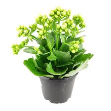 Image result for Kalanchoe calandiva