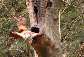 Flying Squirrel Google Search Flying Squirrel Unusual Animals Squirrel