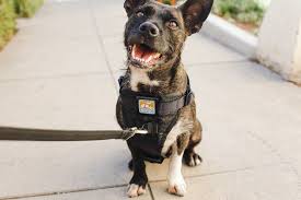 The Best Dog Harness Reviews By Wirecutter