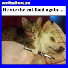 Submitted 1 hour ago by 1000_cats_. Dog Memes Page 31 Clean Memes