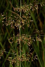 Image result for Agrostis quinqueseta
