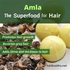 Image result for seed coat and seed of amla