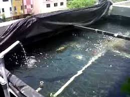 Biasanya jenis ikan tertentu memiliki syarat hidup di kolam dengan kualitas air yang baik. Filter Air Untuk Kolam Ikan Youtube