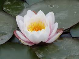 Image result for Nymphaeaceae