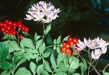 Image result for Solanum seaforthianum