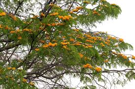 Image result for Cordyla