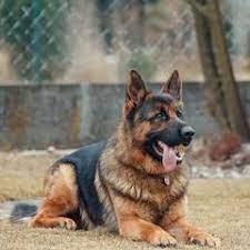 The Complete Guide On The German Shepherd Husky Mix Innovet Pet