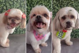 Senhor de 86 anos tricota gorrinhos para bebês prematuros de uti em seu  tempo livre