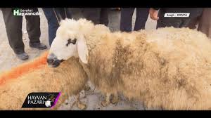 Balıkesir livestock market | husbandry, livestock prices 11 kasım 2019 it opens its doors at 06.00 on mondays, it is mainly a. Hayvan Pazari Ivesi Kasaplik Koyun Fiyati Konya 2018 Youtube