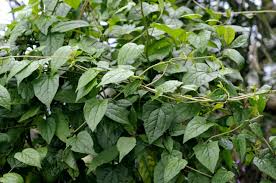 Image result for Senecio cryphiactis