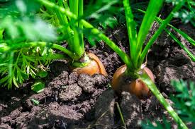 Check spelling or type a new query. Growing Carrots In Containers 8 Tips For A Generous Harvest Clean Green Simple