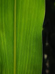 We did not find results for: Daun Jagung Detail Urat Daun Jagung Hijau Makro Merapatkan Pikist