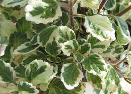 E adevarat ca aceste plante atrag fluturii si albinele, dar ambele au un miros care ii pun pe fuga pe tantari. Sfaturi De La Floraria Tria S Tantarica Planta Care Alunga Tantarii