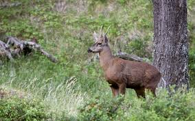 Maybe you would like to learn more about one of these? 8 Fascinating Facts About The Chile National Animal