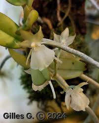 Image result for Rhipidoglossum densiflorum