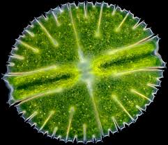 Image result for Micractis