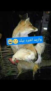 For example, a cir of 10 mbit/s pir of 12 mbit/s allows you access to 10 mbit/s minimum speed with burst/spike control that allows a throttle of an additional 2 mbit/s; Ú‚ Ù€Ù€Ø¨Ù€Ù€ Ù± ï»» Ùº ÙºÙ€Ù€Ø¨Ù€Ù€ï¯¡ÚœÙ€Ù€Û Ø§Ù„Ù…Ø¹Ù†Ù‰ Ø§Ù„Ø­Ù‚ÙŠÙ‚ÙŠ Wattpad