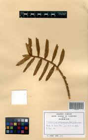 Image result for Tridactyle anthomaniaca