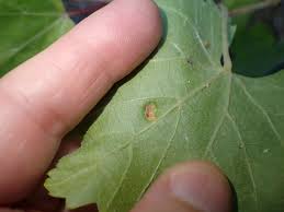 Image result for Colomerus vitis