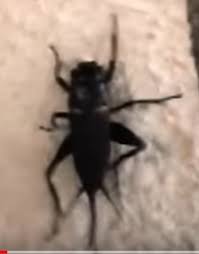 There are so many things to do, you may want to stay an extra week or so to experience them all. Une Nuee De Cafards S Abat Sur La Mecque Les Sceptiques Du Quebec