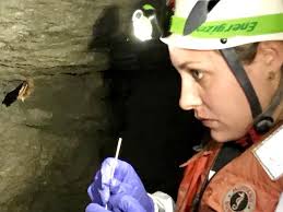 Searching for White Nose Syndrome