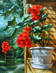 Image result for foto muškáty