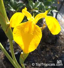 Iriswarehouse & daylilywarehouse are a group of daylily & iris experts & hybridizers who sell excellent rhizomes, plants & supplies and provide supreme customer service! Iris Sp Beardless Irises Beardless Irises Water Irises Toptropicals Com