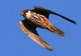 Der wanderfalke (falco peregrinus) gehört zur familie der falkenartigen. Nabu Gruppe Fellbach