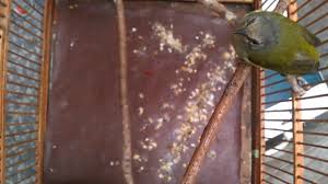 Maybe you would like to learn more about one of these? Download Suara Burung Cucak Jempol Mp3 Mp4 3gp Flv Download Lagu Mp3 Gratis