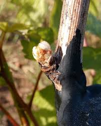 Image result for graft grape vines