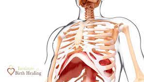 Though not entirely located on the right portion of the rib cage, the gallbladder is positioned in the right side region of the rib cage. The Rib Cage After Birth Institute For Birth Healing