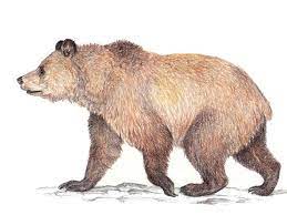 brown bear red data book of bulgaria in 2021 drawing coloriage de hatchimals