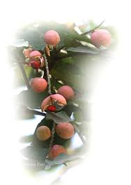 Image result for Aphanamixis