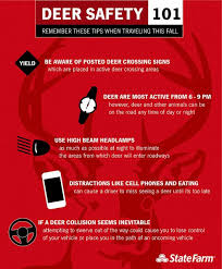 Deer Safety 101 Infographic Driving Safety Road Safety Driving Tips