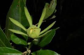 Image result for Pavonia leptocalyx