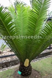 Image result for Encephalartos