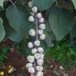 Image result for Croton macrostachyus