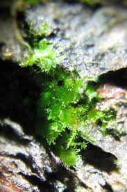 Image result for Vittaria